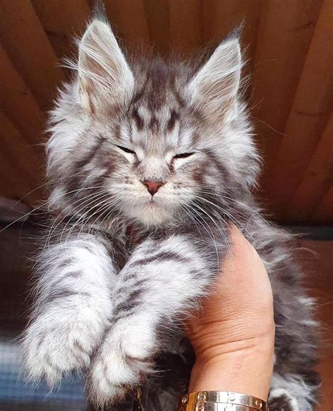 maine coon adopcion|Maine Coon Adoption: Maine Coon Kitten For Sale。